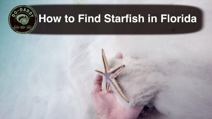 How to Find Starfish - Thumbnail - 1280720