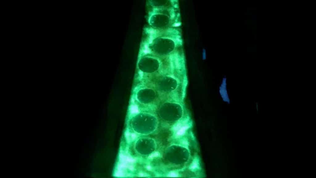 Live Edge Epoxy Resin Table For Sale - Glow in the Dark Table