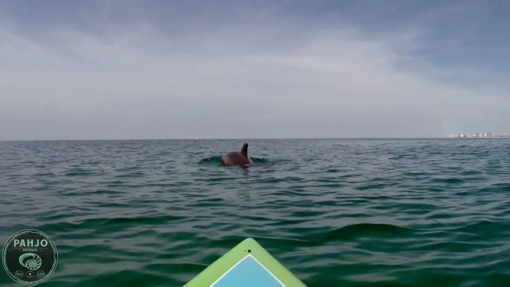 dolphins while paddle boarding in Destin, Florida