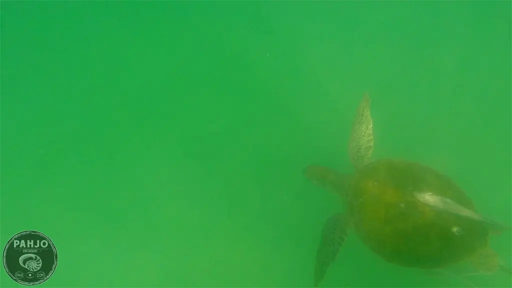 sea turtle in Destin, Florida