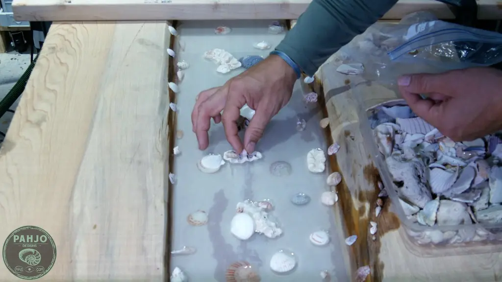 setting shells in resin