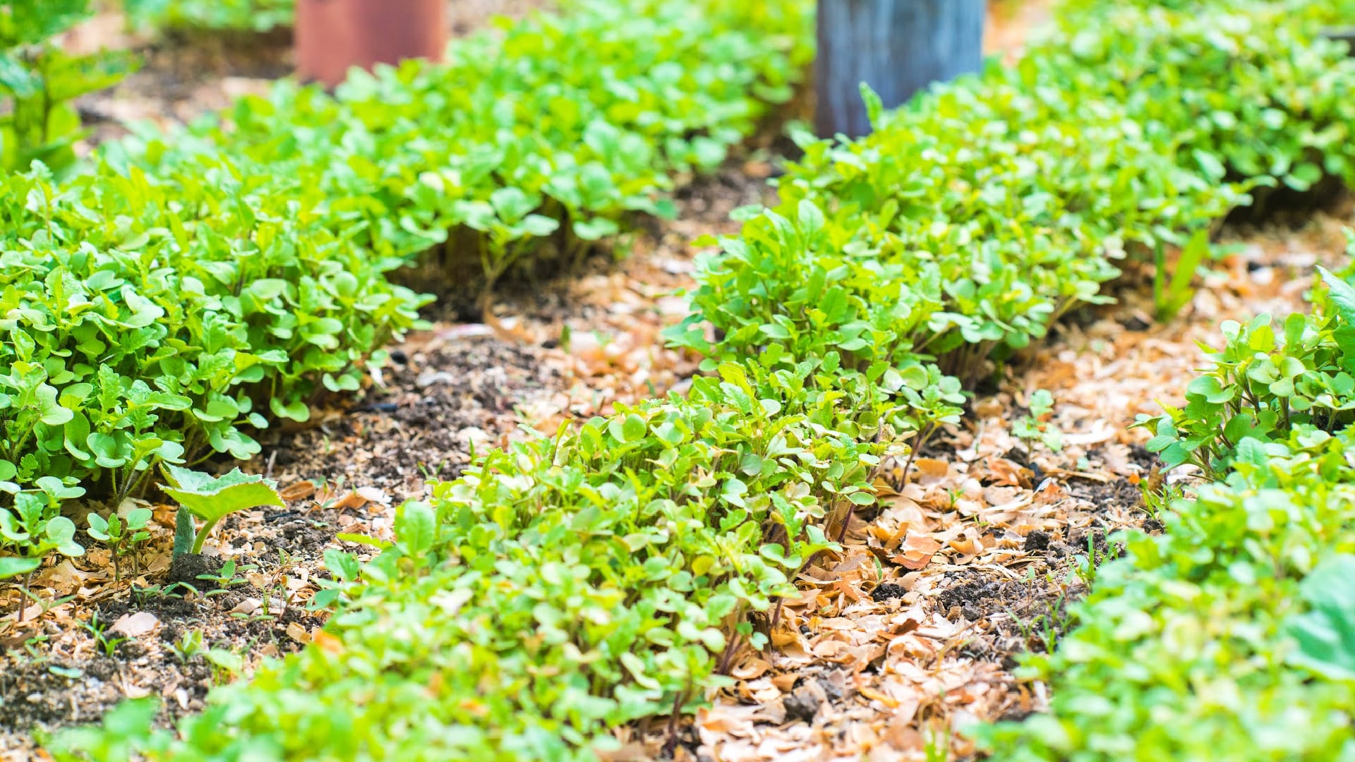 How To Shred Leaves for Mulch A Leaf Mulching Guide