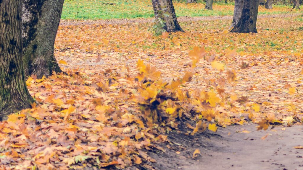 Gather fallen leaves for mulch