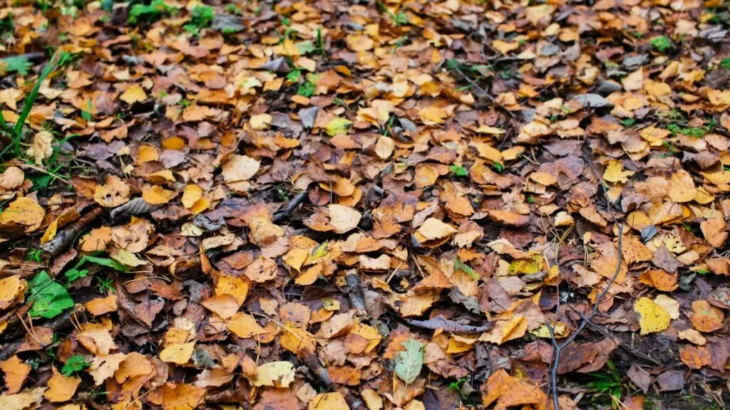 wet leaves on ground