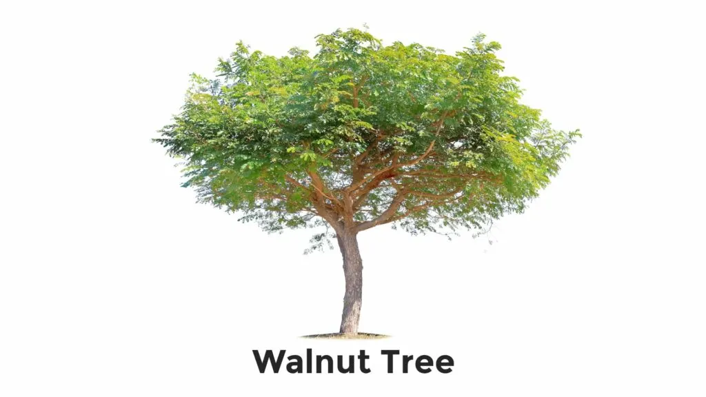 Walnut Tree
