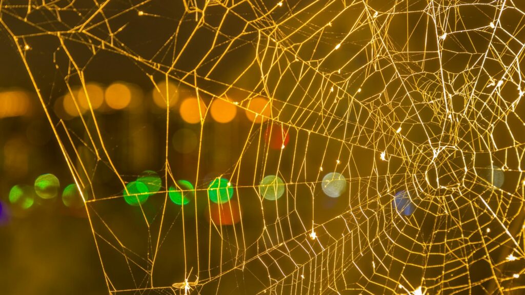 spider web blocks security camera lens